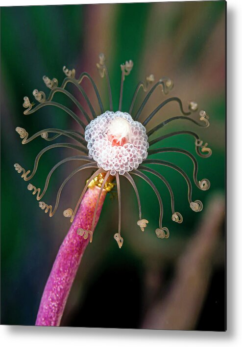 Cayman Islands Metal Print featuring the photograph A Solitary Gorgonian In Its Beauty by Bruce Shafer