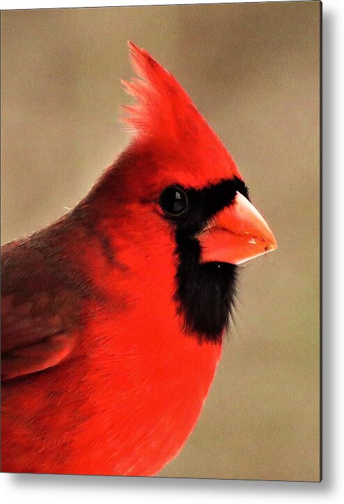 Cardinals Metal Print featuring the photograph A Visit From Mister Red by Lori Frisch
