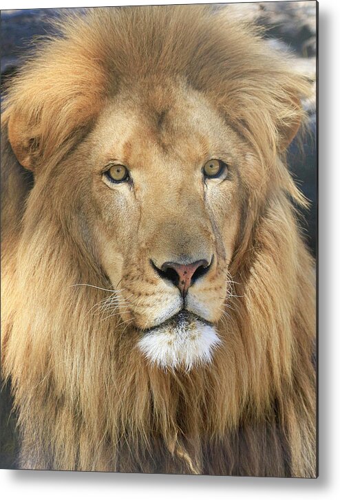 African Lion Metal Print featuring the photograph African Lion Male by Steve McKinzie