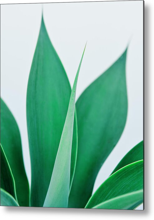 Agave Metal Print featuring the photograph Agave Atenuatta by Jorge Miguel Blázquez