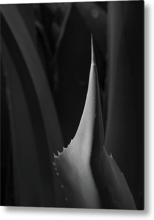 Agave Metal Print featuring the photograph Agave by Lynn Davis