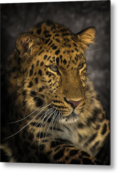 Big Cat Metal Print featuring the photograph Amur Leopard by John Dickson