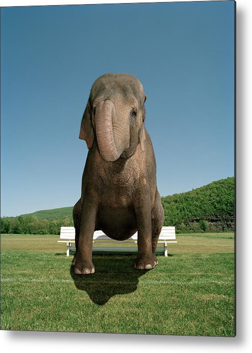 Out Of Context Metal Print featuring the photograph An Elephant Sitting On A Park Bench by Matthias Clamer