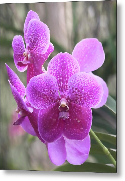 Life Metal Print featuring the photograph An Epiphytic Orchid Flower, Genus Vanda by Derrick Neill