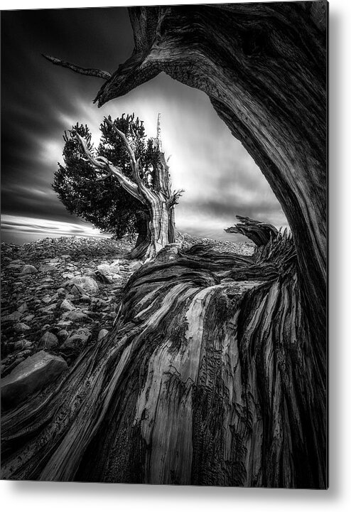 Landscape Metal Print featuring the photograph Ancient Trees by Aidong Ning