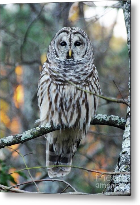 Owl Metal Print featuring the photograph Barred owl 11 by Lizi Beard-Ward