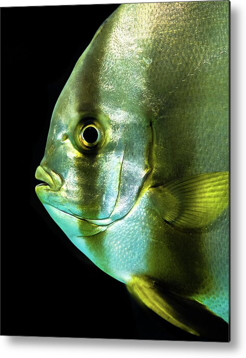 Sealife Metal Print featuring the photograph Batfish by Scott Wyatt