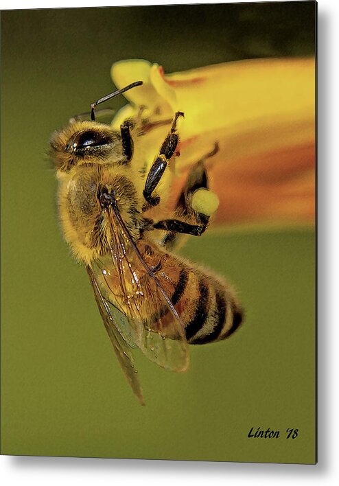 Bee Metal Print featuring the photograph European Honey Bee by Larry Linton