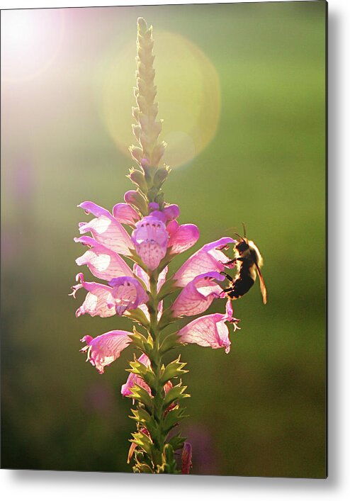 Insect Metal Print featuring the photograph Bee On Purple Flower by Alissa Sanderson
