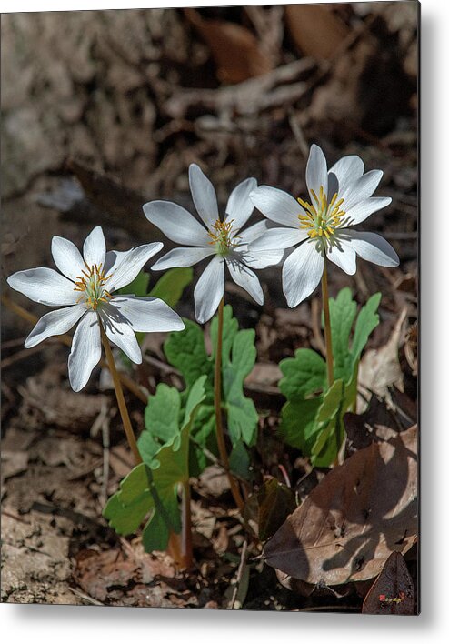 Nature Metal Print featuring the photograph Bloodroot DFL0940 by Gerry Gantt