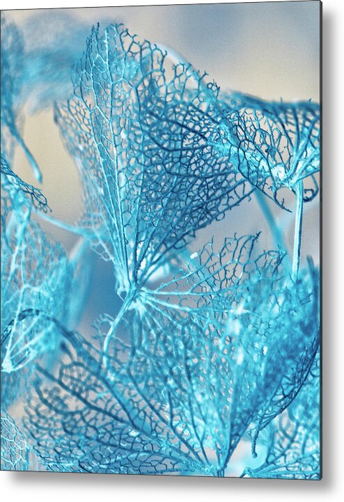 Connie Handscomb Metal Print featuring the photograph Blue Filigree by Connie Handscomb