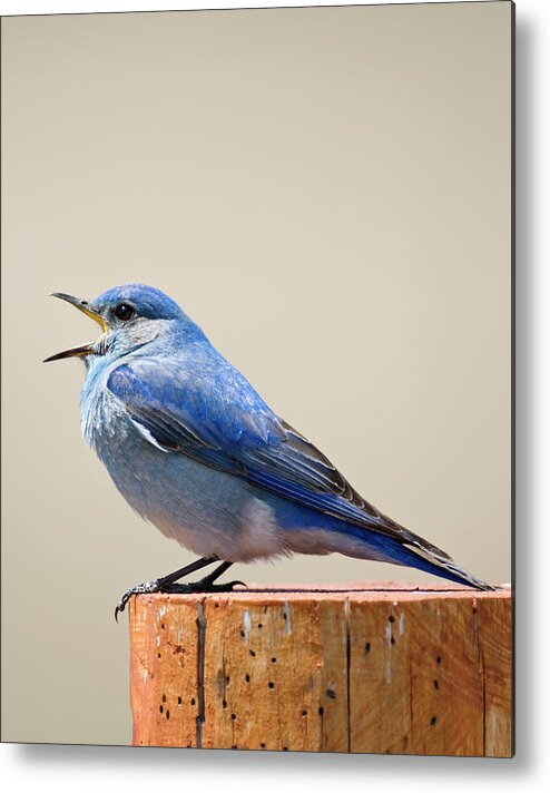 Season Metal Print featuring the photograph Bluebird Singing by Judilen