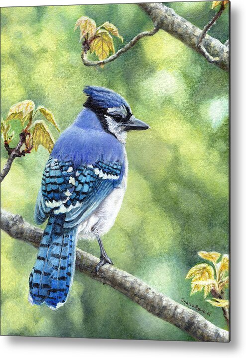 Blue Jay Metal Print featuring the painting Blue Jay in Spring by Shana Rowe Jackson