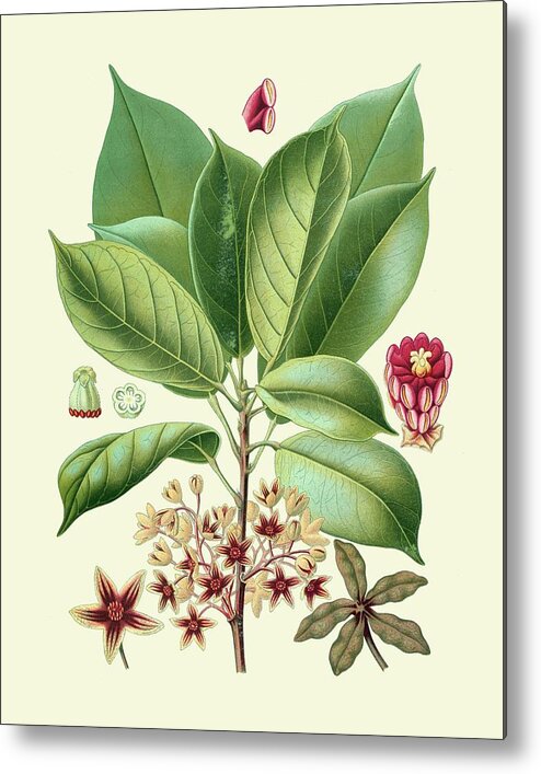 Botanical & Floral Metal Print featuring the painting Botanical Glory I by Vision Studio
