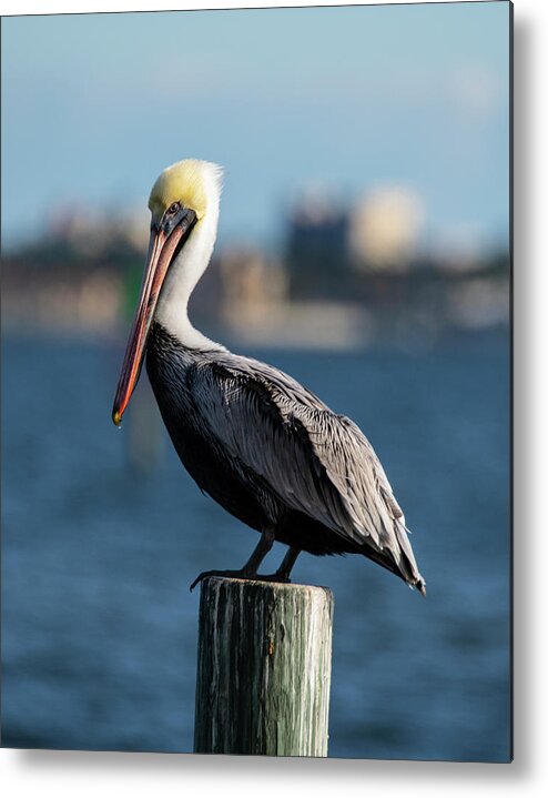 Brown Pelican 11-18 2 Metal Print featuring the photograph Brown Pelican 11-18 2 by Robert Michaud