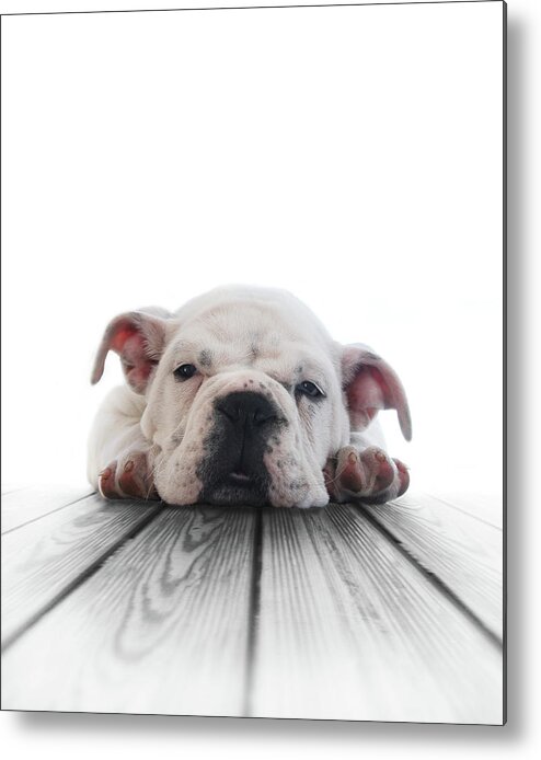 Pets Metal Print featuring the photograph Cachorro Bulldog Ingles by Retales Botijero