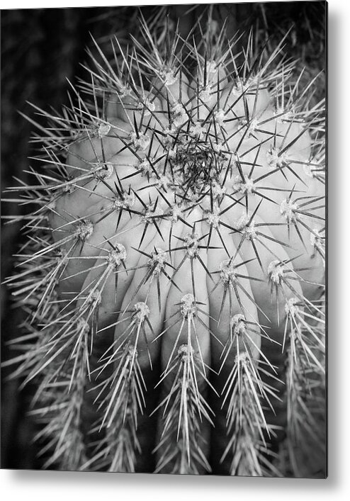 Cactus Metal Print featuring the photograph Cactus Monochrome by Lynn Davis
