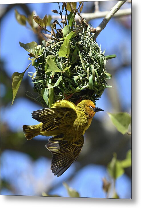 Weaver Metal Print featuring the photograph Cape Weaver and Nest by Ben Foster