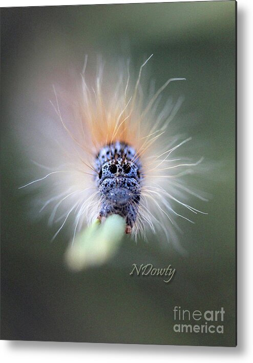  Metal Print featuring the photograph Caterpillar Face by Natalie Dowty
