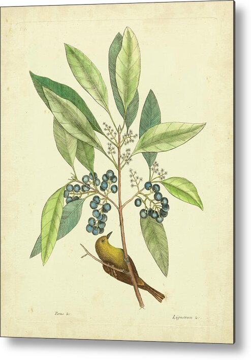 #faatoppicks Metal Print featuring the painting Catesby Bird & Botanical V by Mark Catesby