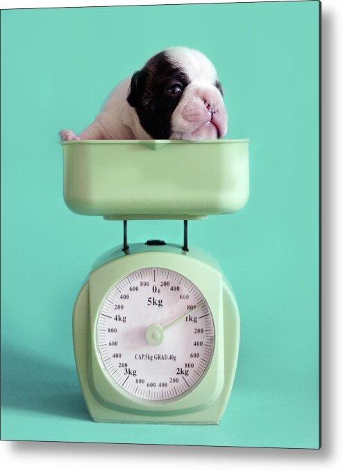 Pets Metal Print featuring the photograph Checking Puppy Weight by Retales Botijero