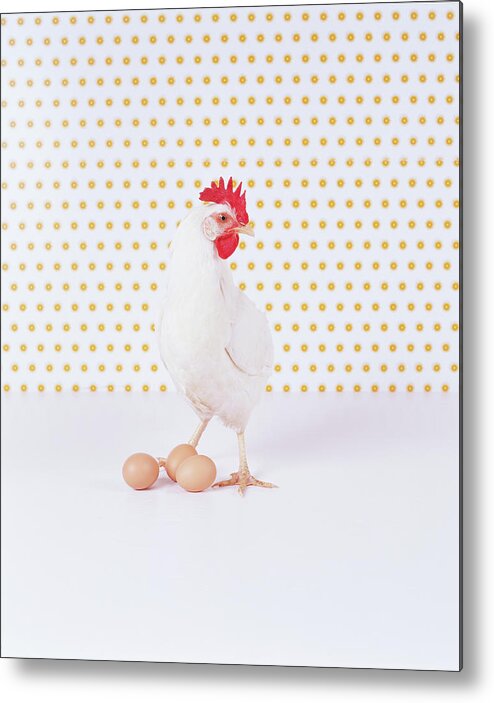 One Animal Metal Print featuring the photograph Chicken By Three Eggs Against Spotted by Digital Vision