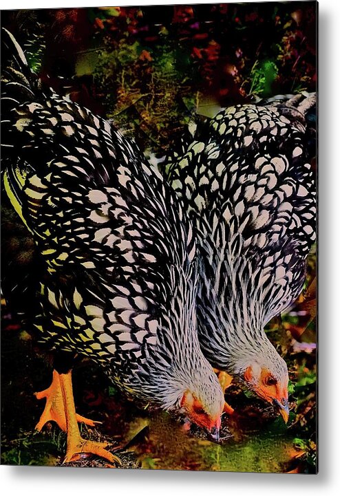 Wyandotte Metal Print featuring the photograph Chicken Echo by Alida M Haslett