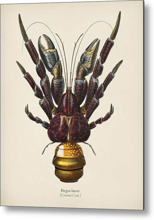Bee Metal Print featuring the painting Coconut Crab Birgus latroi illustrated by Charles Dessalines D' Orbigny 1806-1876 by Celestial Images