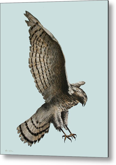Sparrowhawk Metal Print featuring the drawing Sparrowhawk by Hans Egil Saele