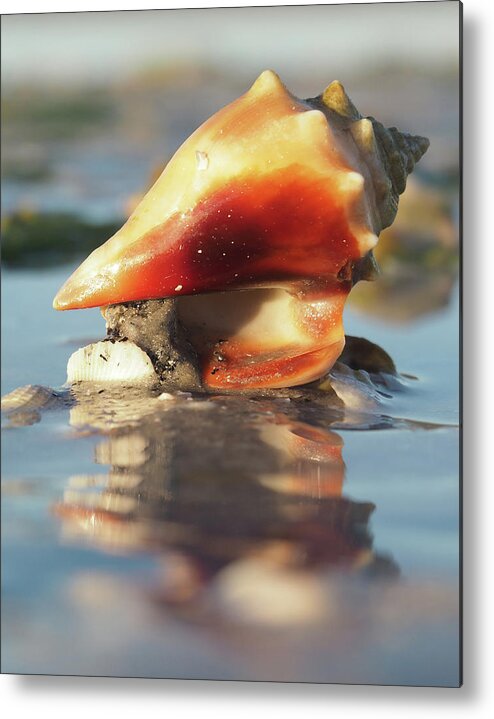 Shell Metal Print featuring the photograph Conch on High by David Bader