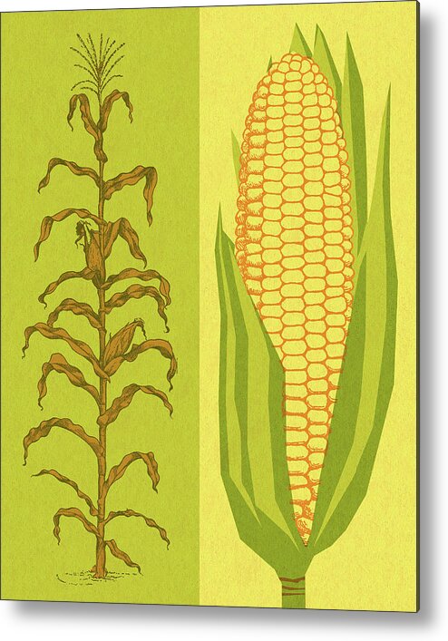 Agriculture Metal Print featuring the drawing Corn Stalk and Corncob by CSA Images