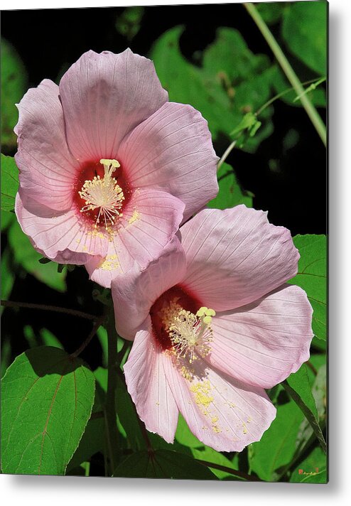 Nature Metal Print featuring the photograph Crimson-eyed Rosemallows DSMF0114 by Gerry Gantt