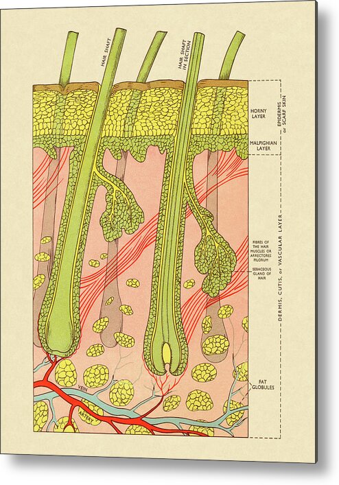 Anatomical Metal Print featuring the drawing Cross Section of Skin With Hair Follicles by CSA Images