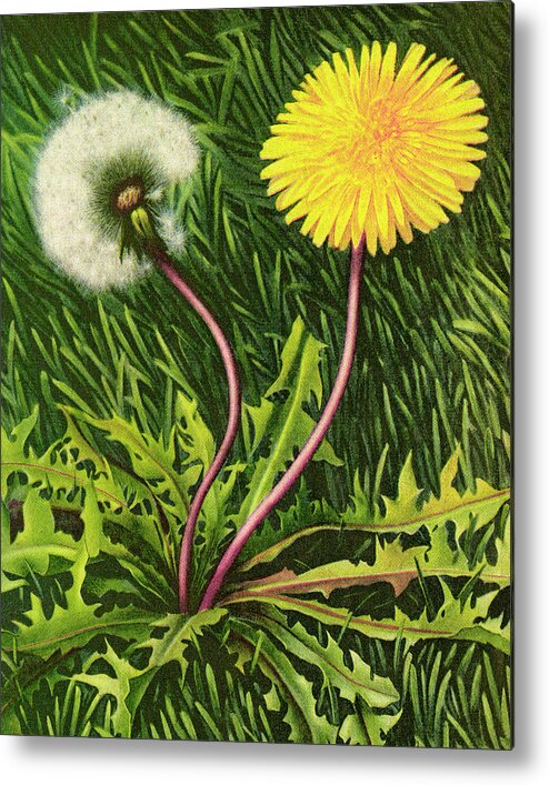 Bloom Metal Poster featuring the drawing Dandelion by CSA Images
