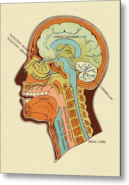 Anatomical Metal Print featuring the drawing Diagram of Head and Neck by CSA Images