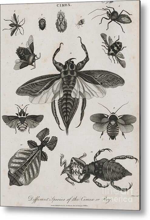 Engraving Metal Print featuring the photograph Different Species Of Bug by Bettmann