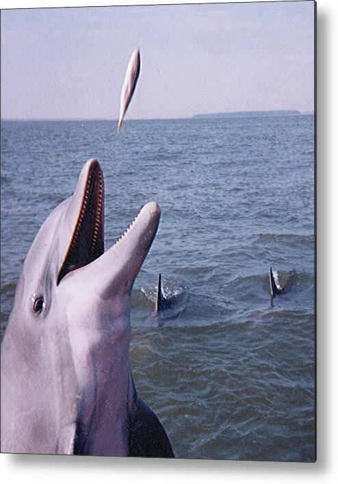 Dolphin Metal Print featuring the photograph Dolphin Feeding by Jerry Griffin