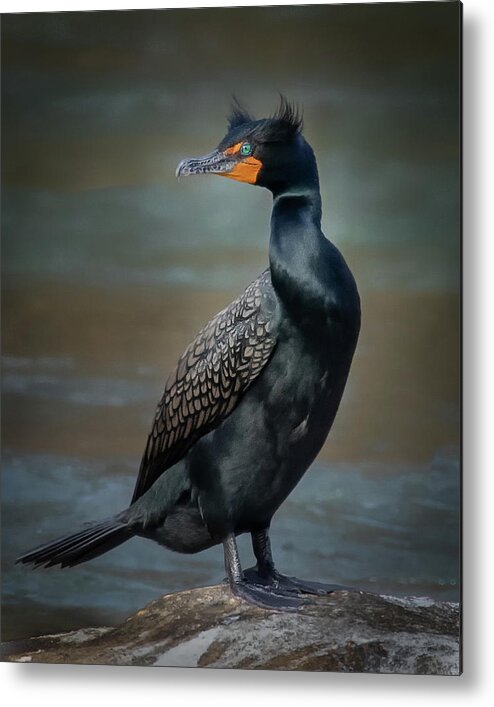 Double-crested Cormorant Metal Print featuring the photograph Double-crested Cormorant by C Renee Martin
