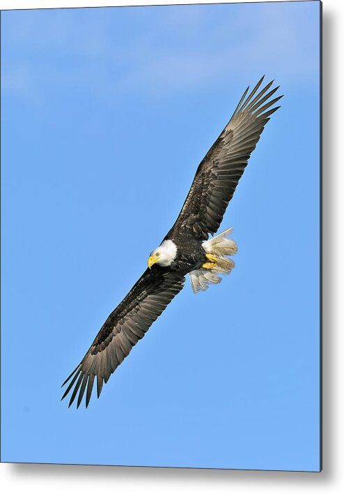 Bald Metal Print featuring the photograph Eagle on the Wing by Gary Langley