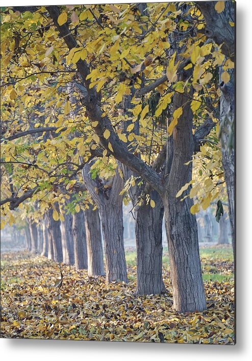 Scenic Metal Print featuring the photograph Fall Orchard by Brett Harvey