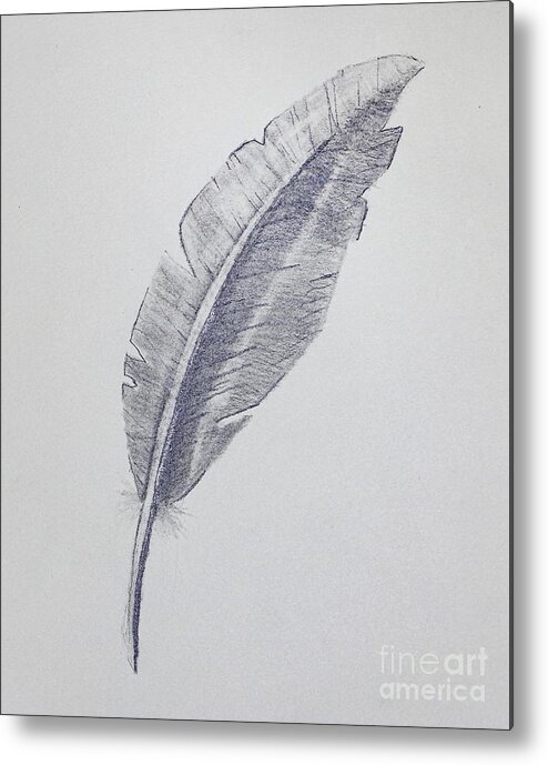Feather Metal Print featuring the drawing Feather Drawing by Bill Frische