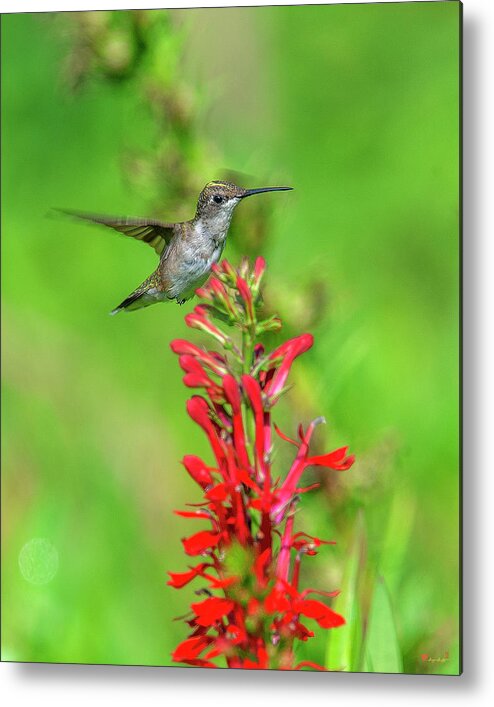 Nature Metal Print featuring the photograph Female Ruby-throated Hummingbird DSB0316 by Gerry Gantt