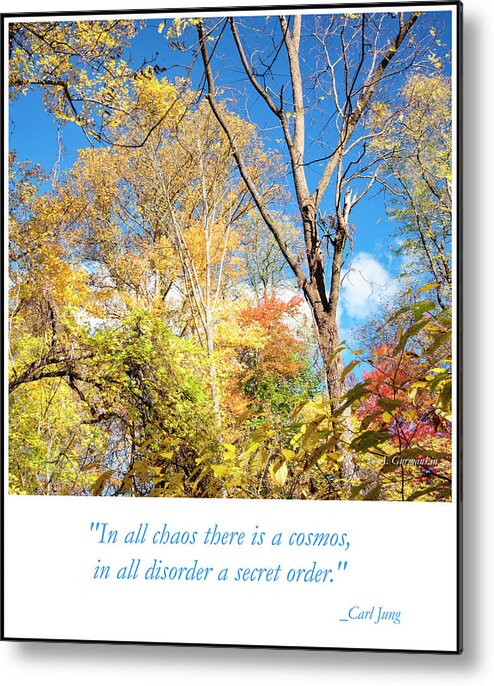Forest Metal Print featuring the photograph Forest Thicket in Fall by A Macarthur Gurmankin