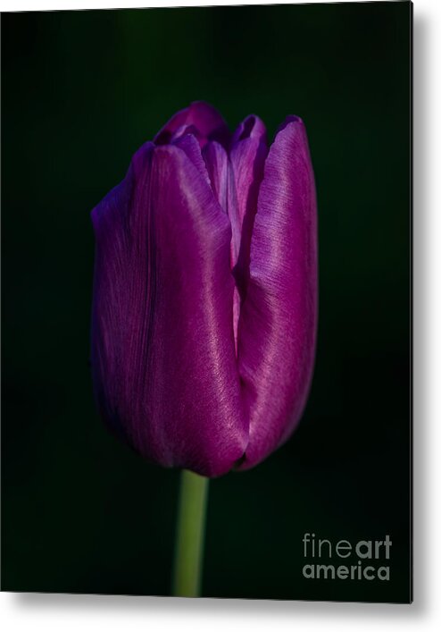 Photography Metal Print featuring the photograph Fuchsia Tulip by Alma Danison