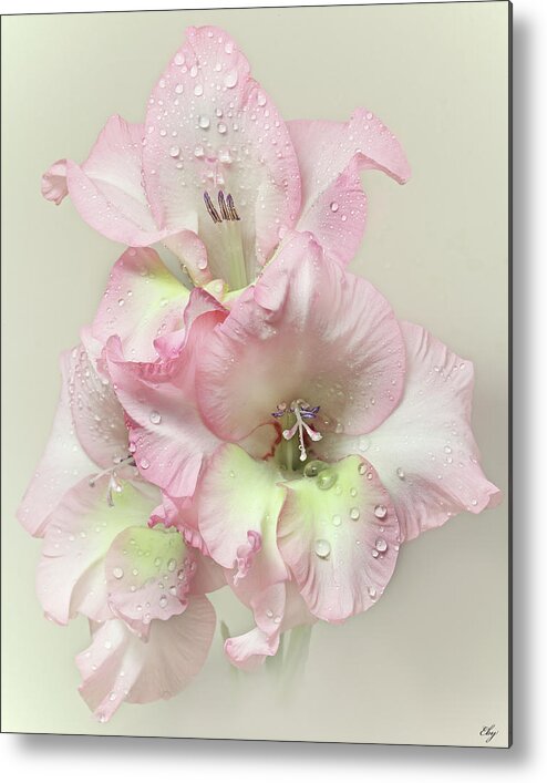 Petal Metal Print featuring the photograph Gladiola Flower With Rain Drops by Flower Photography By Viorica Maghetiu