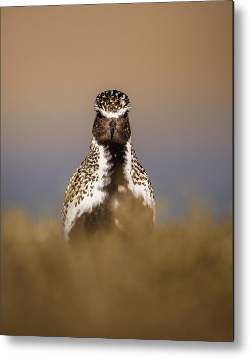 Ljungpipare Metal Print featuring the photograph Golden Plover With Eye-contact by Magnus Renmyr