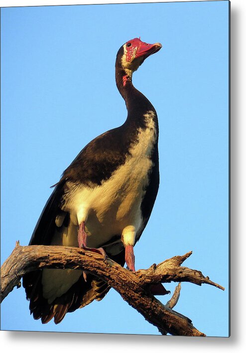 Africa Metal Print featuring the photograph Goose by Eric Pengelly