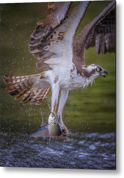 Osprey Metal Print featuring the photograph Got A Bigger One! by Ti Wang