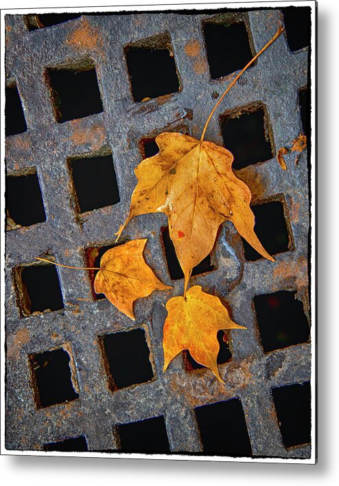 Leaves Metal Print featuring the photograph Grateful Leaves by Harriet Feagin