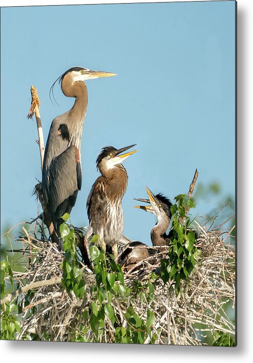 Great Blue Herons Metal Print featuring the photograph Great Blue Heron Family in the Nest by Judi Dressler